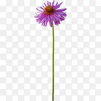 漂亮荷兰菊
