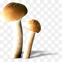 食物图片素材手绘蔬菜 菌类蘑菇