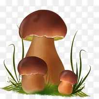 植物蘑菇