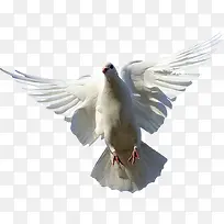 白鸽之老上海图片