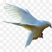 展翅飞翔白鸽图片
