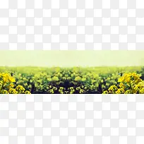 油菜花虚化唯美背景banner