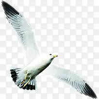 飞翔的白鸽图片招聘