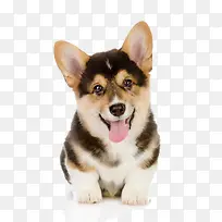 短腿吐舌头柯基犬