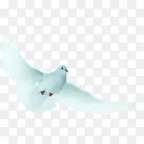 白鸽展翅飞翔图片