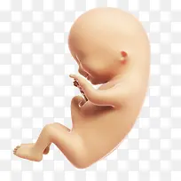 发育成熟的胎儿高清免扣素材