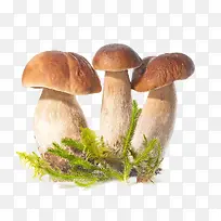 野生蘑菇