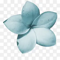 鲜花边框素材植物花卉素材  蓝