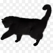黑色的猫儿