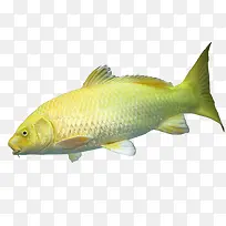 黄色加白色的鱼免抠素材