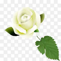 魅力的白玫瑰
