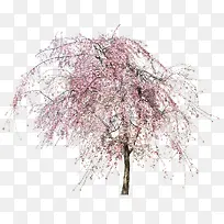 免抠樱花树装饰图片