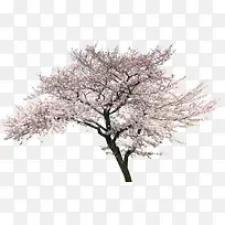 樱花树免抠图片装饰
