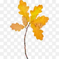 秋天黄色树叶元素