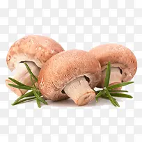 猴头菇和香菇