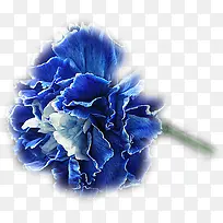水墨高清蓝色玫瑰花