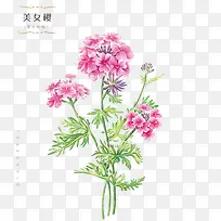 鲜花美女樱