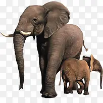 可爱大象母子免抠素材