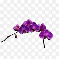 一枝蓝紫色花