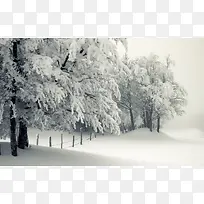 白色冬日雪地大树