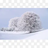 白色冬季雪地大树