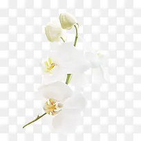 纯白色花朵 花骨朵