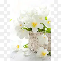 白色花蕾盆栽图片