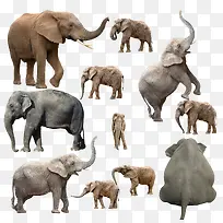 不同姿势大象