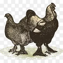手绘鸡的图案—矢量素材