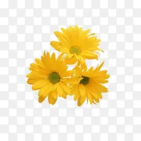 花卉元素