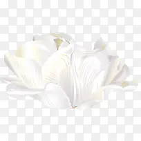 高清白色摄影花朵