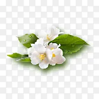 高清白色夏季花朵
