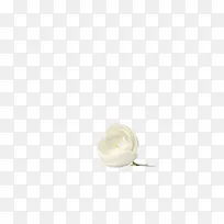 白色 花朵 花苞