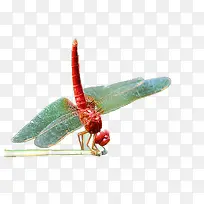 枝头的蜻蜓装饰图片