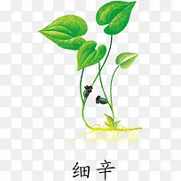 细辛