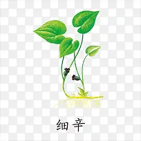 细辛