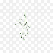 绿色枝条的花