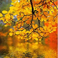 秋天秋日树叶黄了