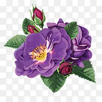 紫色月季花