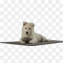 垫子上的白色小狗