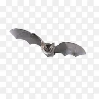 一直飞翔的蝙蝠