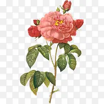 立绘复古红色的玫瑰花造型