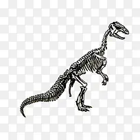 霸王龙化石