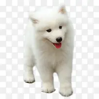 白色的小狗狗萨摩耶