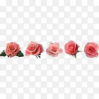 高清摄影创意合成效果红色玫瑰花