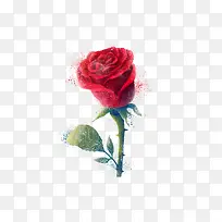 高清创意摄影合成效果红色的玫瑰花