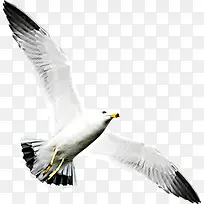 白色飞舞白鸽展翅飞翔