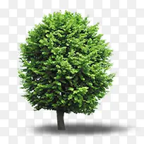 绿色立面树植物装饰元素
