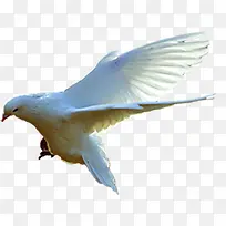 白色展翅飞翔白鸽