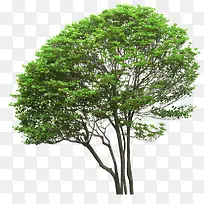 绿色树木立面书植物